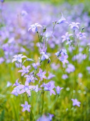 Campanula patula