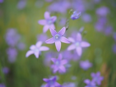 Campanula patula