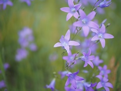 Campanula patula