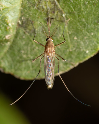 House Mosquito Complex