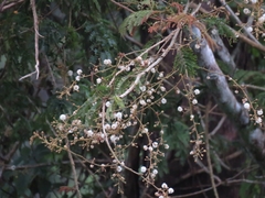 Vachellia leucophloea