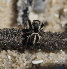 Stenaelurillus termitophagus