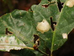 Tischeria ekebladella