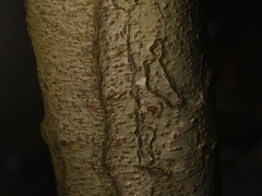 Zimmermannia liebwerdella