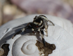 Stenaelurillus termitophagus