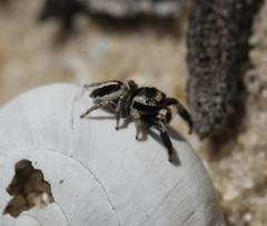 Stenaelurillus termitophagus