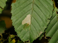 Phyllonorycter esperella