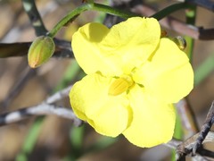 Hibbertia conspicua