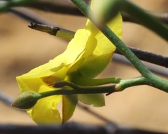 Hibbertia conspicua