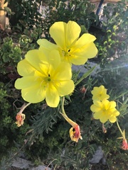 Oenothera primiveris