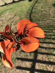 Erythrina caffra