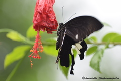 Papilio nephelus chaonulus