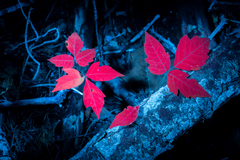 Kletternder Giftsumach (Toxicodendron radicans): Herkunft und Verwendung — Foto 2