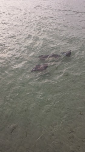 Mobula hypostoma