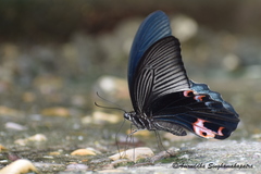 Papilio protenor euprotenor