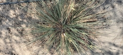 Cyperus conglomeratus