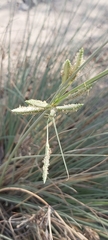 Cyperus conglomeratus