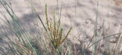 Cyperus conglomeratus