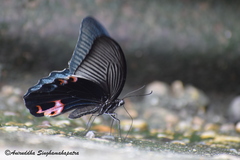 Papilio protenor euprotenor