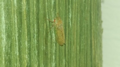 Polana quadrinotata