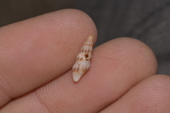 Austrodrillia angasi