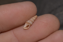 Austrodrillia angasi