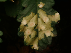 Tischeria ekebladella