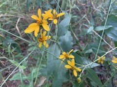 Aldama cordifolia