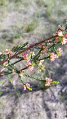 Micromyrtus sessilis
