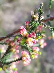 Micromyrtus sessilis