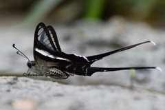 Lamproptera curius curius