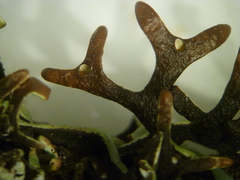 Hypogymnia gracilis