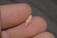 Guraleus tasmanicus