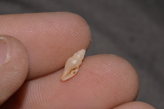 Guraleus tasmanicus