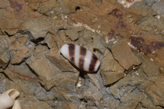Palmadusta asellus