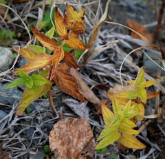 Scutellaria yezoensis
