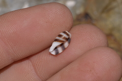 Palmadusta asellus