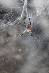 Cyrtophora moluccensis