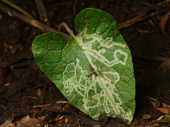 Phytomyza lappae