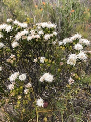 Agathosma geniculata