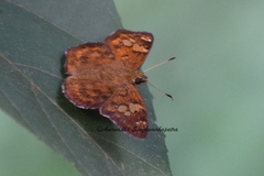 Pseudocoladenia dan fabia
