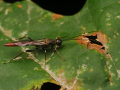 Xorides filiformis