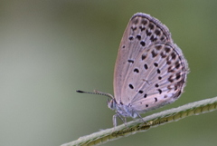 Pseudozizeeria maha maha