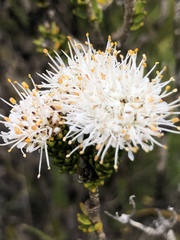 Agathosma geniculata