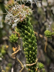 Agathosma geniculata