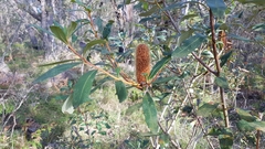 Banksia paludosa