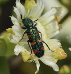 Trichodes aulicus