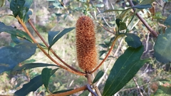Banksia paludosa
