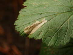 Metallus lanceolatus