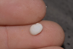 Vanikoro sigaretiformis